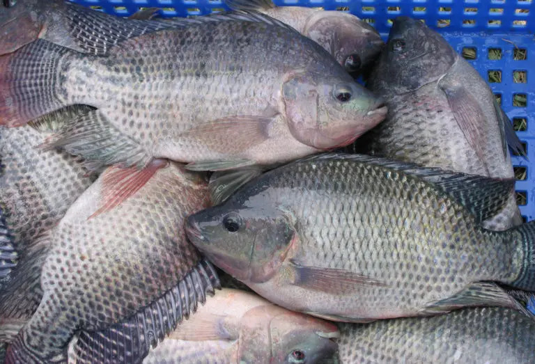 Uncooked Tilapia